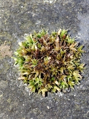 Orthotrichum anomalum
