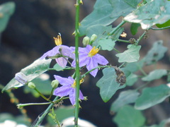 Solanum trilobatum