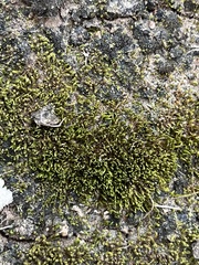 Hedwigia ciliata