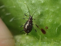 Uroleucon picridis