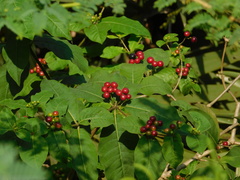 Rauvolfia tetraphylla