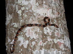 Leptodeira frenata