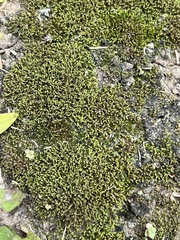 Hedwigia ciliata