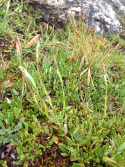 Gentiana prostrata