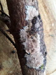 Etheirodon fimbriatum