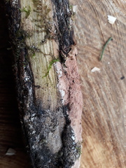 Etheirodon fimbriatum