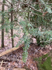 Tsuga caroliniana