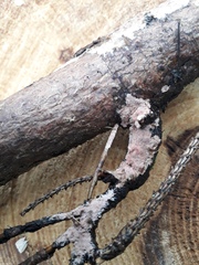Etheirodon fimbriatum
