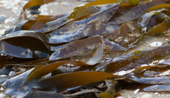 Laminaria