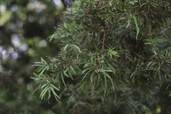 Afrocarpus falcatus