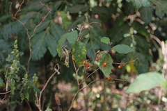 Solanum anguivi