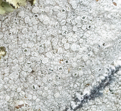 Lecanora