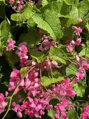 Antigonon leptopus
