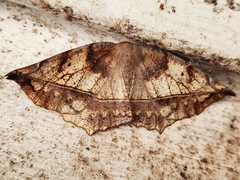 Eutrapela clemataria