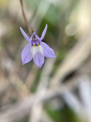 Lobelia feayana
