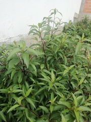 Persicaria odorata