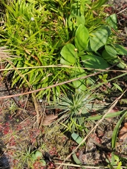 Syngonanthus flavidulus