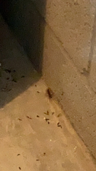 Scutigera coleoptrata