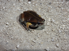 Hypopachus variolosus