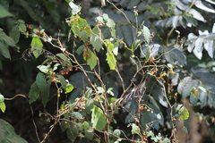 Solanum anguivi