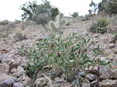 Acmispon argyraeus multicaulis