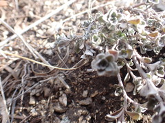 Odontarrhena obovata