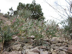 Acmispon argyraeus multicaulis