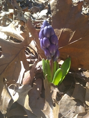 Hyacinthus orientalis