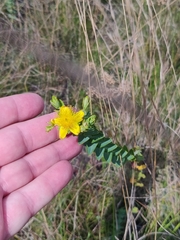Hypericum myrtifolium