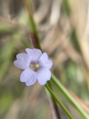 Pinguicula