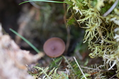 Dumontinia tuberosa