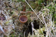 Dumontinia tuberosa