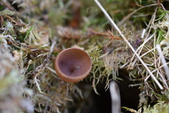 Dumontinia tuberosa