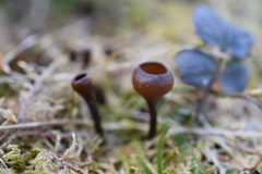 Dumontinia tuberosa