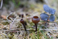 Dumontinia tuberosa