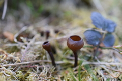 Dumontinia tuberosa