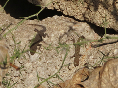 Mediodactylus kotschyi