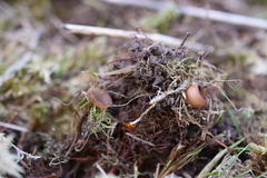 Dumontinia tuberosa
