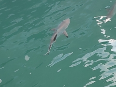 Carcharhinus limbatus