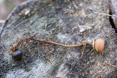 Dumontinia tuberosa
