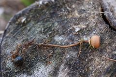 Dumontinia tuberosa