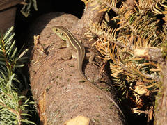 Lacerta trilineata