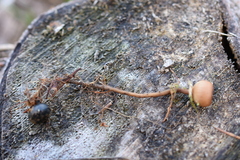 Dumontinia tuberosa