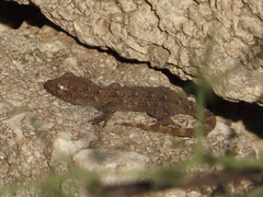 Mediodactylus kotschyi
