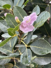 Tabebuia heterophylla