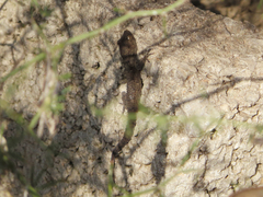 Mediodactylus kotschyi