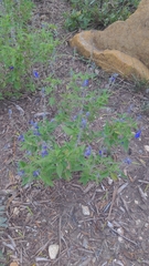 Salvia farinacea