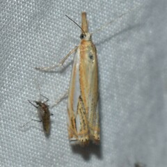 Crambus saltuellus