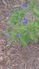 Salvia farinacea