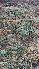 Ophiopogon